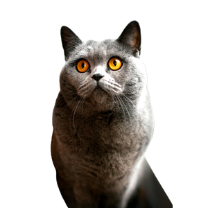 A Gray British Shorthair Cat With Striking Amber Eyes Looking Upwards Indoors. 14547 - Cat PNG image with transparent background